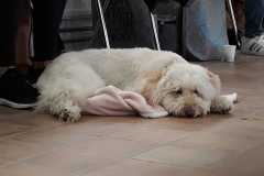 IMG-20190518-WA0014