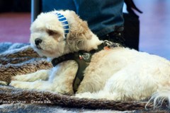 2015-002-022-Bo
