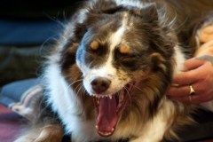 2015-002-107-Coco