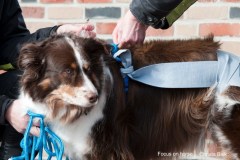 2015-002-310-gbb-Coco-HindQ-wrap