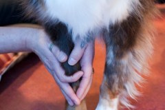 2015-002-417-gbb-Coco-Python-TTouch