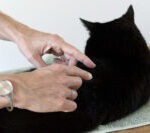 De Tarantula TTouch kan helpen bij katten die moeite hebben met aanraking of vachtverzorging.