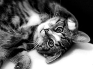 Hulp voor kat Suma ivm angst bij dierenarts en pension.