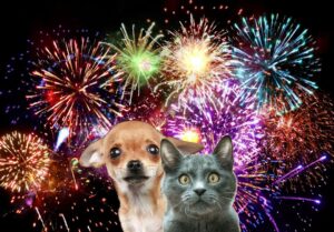 vuurwerkangst bij hond en kat